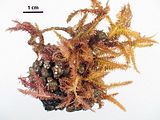3 – Aspetto del tallo epibionte su una spugna
